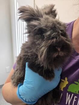 Gandy -  Lionhead Rabbit for Adoption in Westford, Massachusetts - Gandy | PetCurious