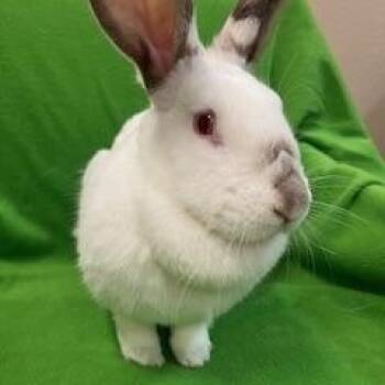 Rescue Flemish Giant Rabbits for Adoption in Fort Worth, Texas - Cora | PetCurious