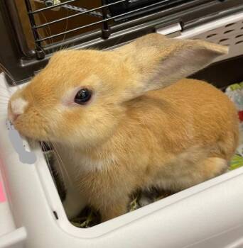 Rescue Dutch Rabbits for Adoption in San Antonio, Texas - Summer | PetCurious