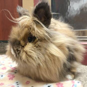 Astrid -  Lionhead Rabbit for Adoption in Oshkosh, Wisconsin - Astrid | PetCurious