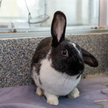 Havana Rabbits Available for Adoption in Boston, Massachusetts - AMY | PetCurious