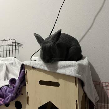 Tully -  American Rabbit for Adoption in Gig Harbor, Washington - Tully | PetCurious