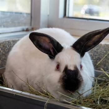 Californian Rabbits Available for Adoption in Boston, Massachusetts - HOUDINI | PetCurious