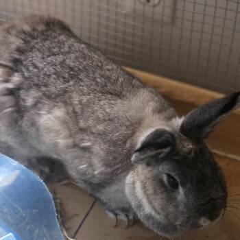 Wolfe -  Mini Lop Rabbit for Adoption in Lynchburg, Virginia - Wolfe | PetCurious