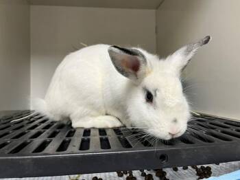 English Spot Rabbits Available for Adoption in Pflugerville, Texas - Benji | PetCurious