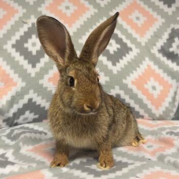 Roo -  Bunny Rabbit Rabbit for Adoption in Gansevoort, New York - Roo | PetCurious