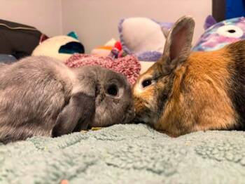 Butter and Elle -  Holland Lop Rabbit for Adoption in Saint Charles, Missouri - Butter And Elle | PetCurious