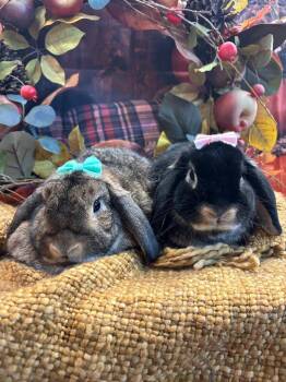 Rescue Mini Lop Rabbits for Adoption in Youngstown, Ohio - Olivia & Luna | PetCurious