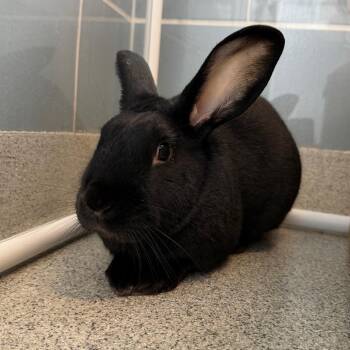Marquis de Lafayette -  Bunny Rabbit Rabbit for Adoption in Chicago, Illinois - Marquis De Lafayette | PetCurious