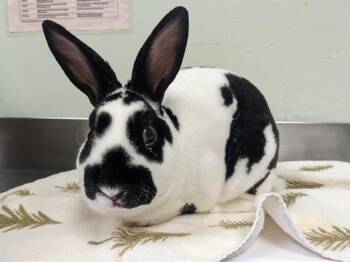 ALPINE* -  Bunny Rabbit and Rex Rabbit for Adoption in Santa Cruz, California - ALPINE* | PetCurious