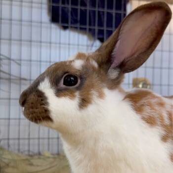 Rescue Bunny Rabbit Rabbits for Adoption in Mill Valley, California - Ivy | PetCurious