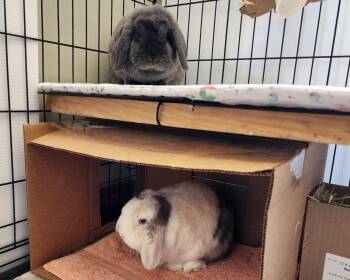 Goldie -  Holland Lop Rabbit for Adoption in Raleigh, North Carolina - Goldie | PetCurious