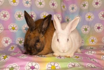 Cheese Dip & Chorizo -  New Zealand and Cinnamon Rabbit Available for Adoption in North Little Rock, Arkansas - Cheese Dip & Chorizo | PetCurious