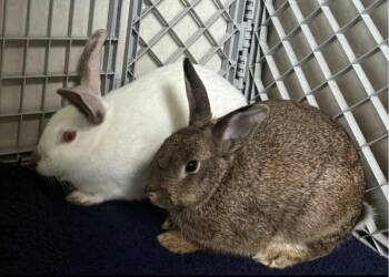 Sugar & Spice URGENT -  American Rabbit for Adoption in Mendham, New Jersey - Sugar & Spice URGENT | PetCurious