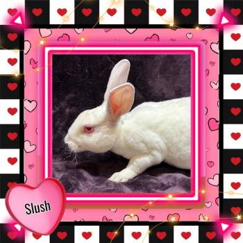 Mini Rex Rabbits Available for Adoption - Slush | PetCurious