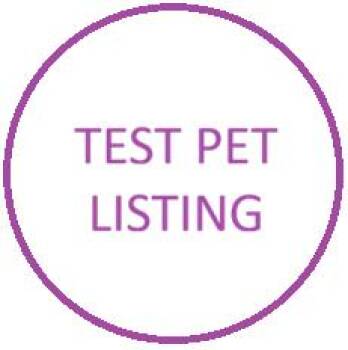 Angora Rabbit Rabbits Available for Adoption in Bettles, Alaska - Candy - NOT A REAL PET | PetCurious