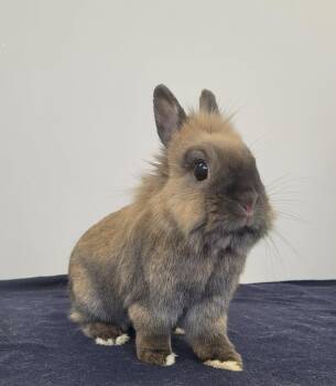 Bunny Rabbit Rabbits Available for Adoption in Delson, Quebec - Nelly | PetCurious