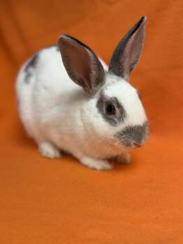 Enid -  English Spot Rabbit for Adoption in Edinburg, Pennsylvania - Enid | PetCurious