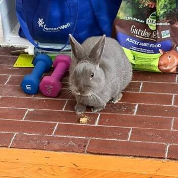 Jamba Juice -  Mini Rex Rabbit for Adoption in Chicago, Illinois - Jamba Juice | PetCurious
