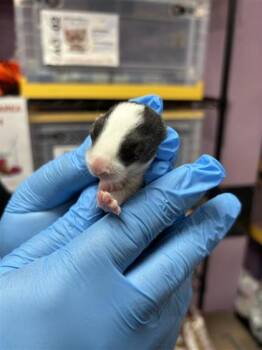 61270229 -  Bunny Rabbit Rabbit for Adoption in El Paso, Texas - 61270229 | PetCurious