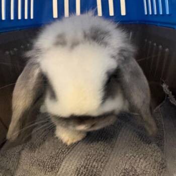 Peter -  Holland Lop Rabbit for Adoption in Clearwater, Florida - Peter | PetCurious