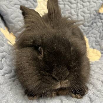 Boo -  Lionhead Rabbit for Adoption in Napa, California - Boo | PetCurious