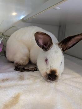 Bunny Rabbit Rabbits Available for Adoption - EQUINOX | PetCurious