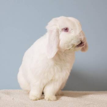 American Fuzzy Lop Rabbits Available for Adoption in Richmond, California - Scrambled Eggs | PetCurious