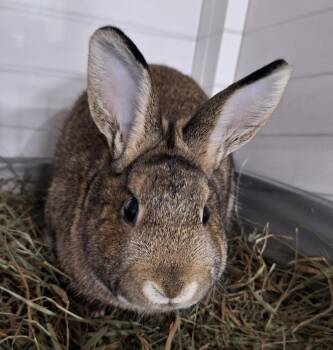 New Zealand and Dwarf Rabbits Available for Adoption - Elf | PetCurious