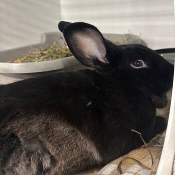 Marilyn Bunroe -  Bunny Rabbit Rabbit Available for Adoption in Puslinch, Ontario - Marilyn Bunroe | PetCurious