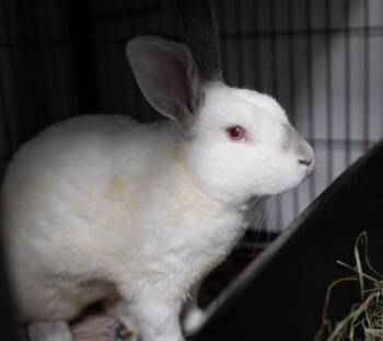 Indiana Jones -  Californian Rabbit for Adoption in Westford, Massachusetts - Indiana Jones | PetCurious