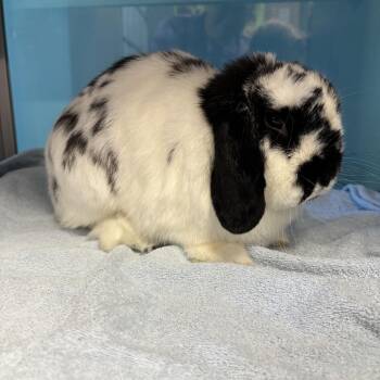 Auvri -  Holland Lop Rabbit for Adoption in Quakertown, Pennsylvania - Auvri | PetCurious