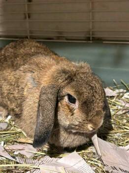 Bertha Ann -  Holland Lop Rabbit for Adoption in Paradis, Louisiana - Bertha Ann | PetCurious