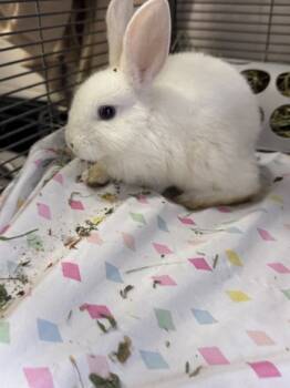 Rescue Dutch and Lionhead Rabbits for Adoption in Napa, California - Wurzen | PetCurious