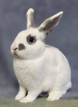 Marilyn -  Rex Rabbit for Adoption in Salinas, California - Marilyn | PetCurious