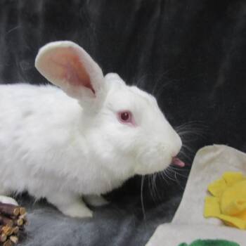 Mortimer -  New Zealand Rabbit for Adoption in Wilmington, Delaware - Mortimer | PetCurious