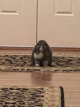 Lily -  Lop Eared Rabbit for Adoption in Gig Harbor, Washington - Lily | PetCurious
