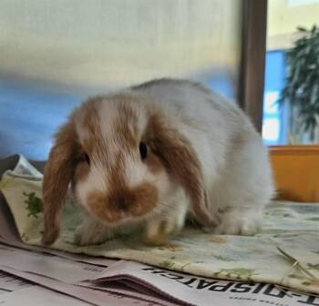 SWISS ROLL -  Lionhead Rabbit for Adoption in St. Louis, Missouri - SWISS ROLL | PetCurious