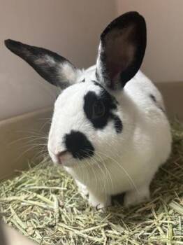 Bunny Rabbit Rabbits Available for Adoption in Cincinnati, Ohio - Nevaeh | PetCurious