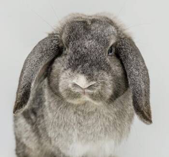 Rescue Holland Lop Rabbits for Adoption in Bedford Hills, New York - Eros Is Your BUNNY Made For Love!  Purebred NEUTERED Baby Hollan | PetCurious