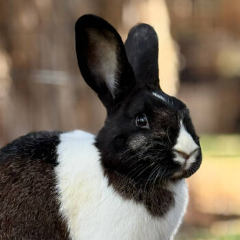 Rescue Dutch Rabbits for Adoption in Kanab, Utah - Kareem Abdul Ja-Bun | PetCurious