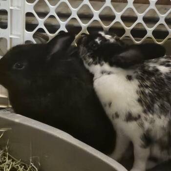 Rescue Dutch Rabbits for Adoption - OSHO & LICORICE (BONDED FEMALES) | PetCurious