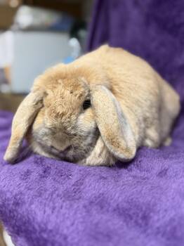 Rescue Mini Rex Rabbits for Adoption in Edinburg, Pennsylvania - Rosie: Video!! | PetCurious