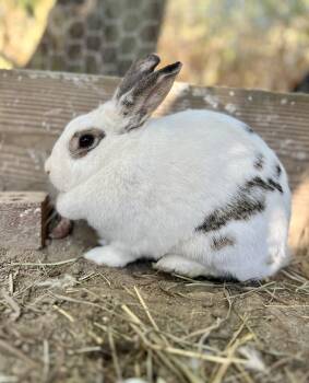 Rescue Bunny Rabbit Rabbits for Adoption in Matthews, Indiana - Smores | PetCurious