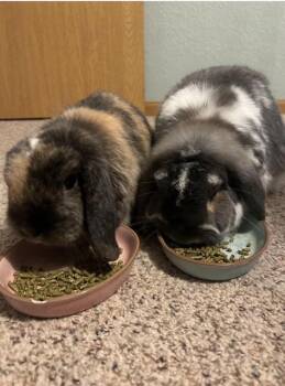Rescue Holland Lop Rabbits for Adoption in Minneapolis, Minnesota - Valkyrie & Bucky | PetCurious