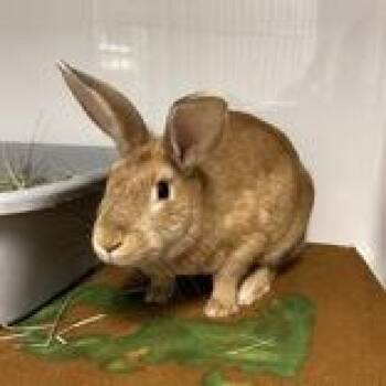 Sienna -  New Zealand Rabbit for Adoption in Hilliard, Ohio - Sienna | PetCurious