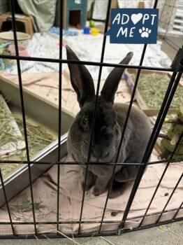 Rex and Bunny Rabbit Rabbits Available for Adoption in Lowell, Massachusetts - Pinochio | PetCurious