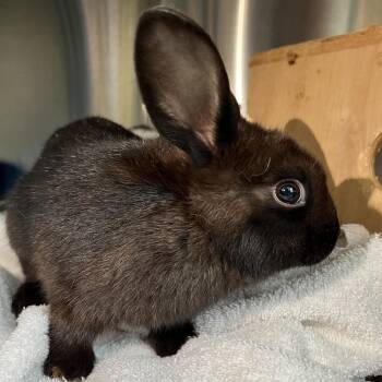 Kudzu -  American Rabbit for Adoption in Pittsburgh, Pennsylvania - Kudzu | PetCurious
