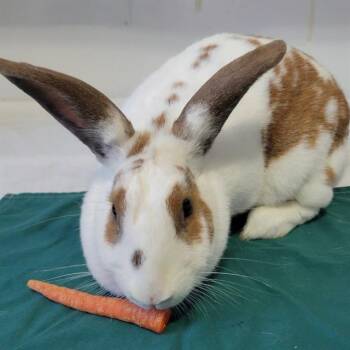 Bunny Rabbit Rabbits Available for Adoption - A608186 | PetCurious