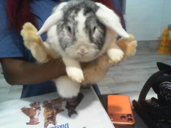 THUMPER -  Bunny Rabbit Rabbit for Adoption in Charlotte, North Carolina - THUMPER | PetCurious